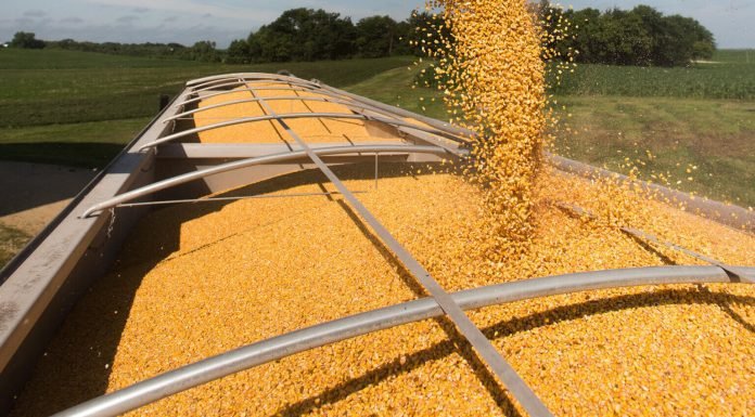Brazil, U.S., Ukraine, Australia Grain Exports, and China Growth, in Focus