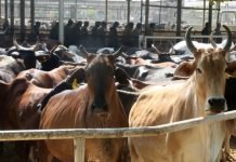 Animal husbandry sector received a boost by 40 % increase in Budget 2023-24