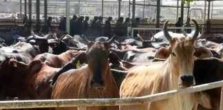 Animal husbandry sector received a boost by 40 % increase in Budget 2023-24