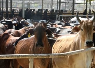 Animal husbandry sector received a boost by 40 % increase in Budget 2023-24
