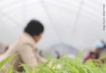 GM corn and soybean trials in China