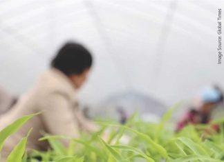 GM corn and soybean trials in China