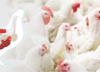 Exogenous enzymes and gut health in poultry