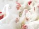 Exogenous enzymes and gut health in poultry