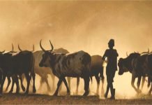 Livestock & Poultry experts’ views on Budget 2023-24