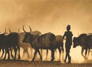 Livestock & Poultry experts’ views on Budget 2023-24