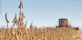 India’s soymeal exports report