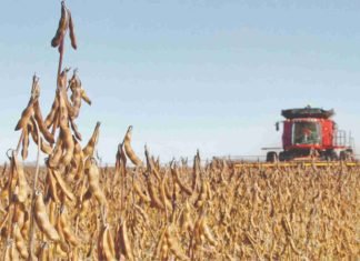 India’s soymeal exports report
