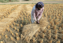 One farmer’s crop residue is another farmer’s cattle feed