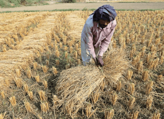 One farmer’s crop residue is another farmer’s cattle feed