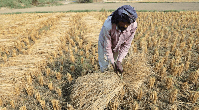 One farmer’s crop residue is another farmer’s cattle feed
