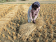 One farmer’s crop residue is another farmer’s cattle feed