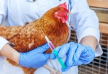 Veterinary, fisheries research council need of the hour
