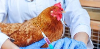 Veterinary, fisheries research council need of the hour