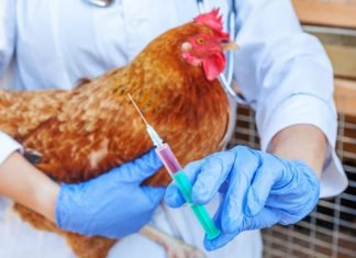 Veterinary, fisheries research council need of the hour