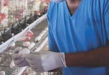 Making business sense of research in the Indian poultry sector