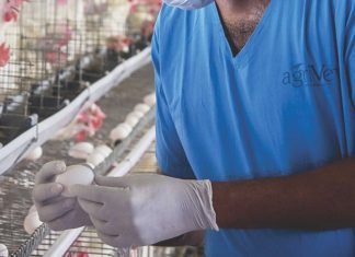 Making business sense of research in the Indian poultry sector