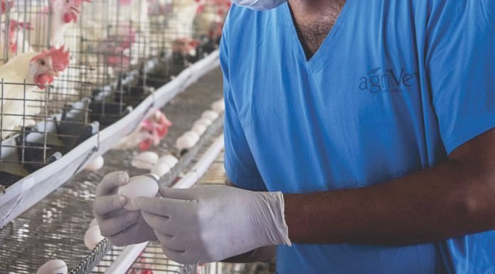 Making business sense of research in the Indian poultry sector