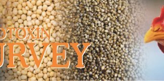 Cargill Mycotoxin Survey Finds a Higher Aflatoxin Contamination in India Compared to Last Year