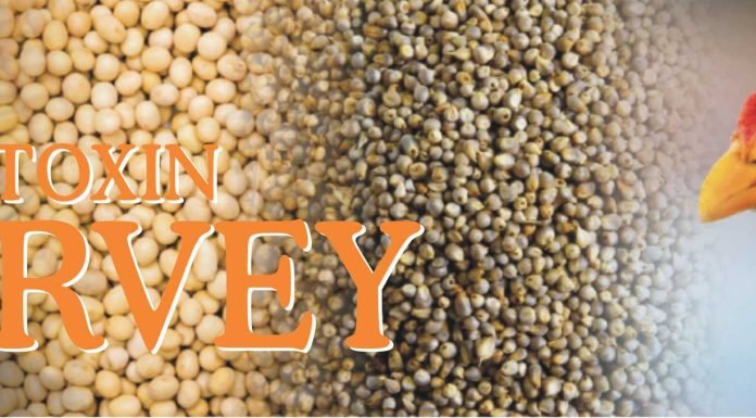 Cargill Mycotoxin Survey Finds a Higher Aflatoxin Contamination in India Compared to Last Year