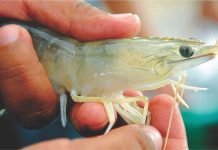 Indian shrimp farming needs a relook