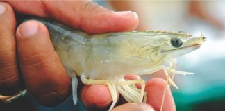 Indian shrimp farming needs a relook