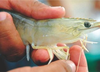 Indian shrimp farming needs a relook