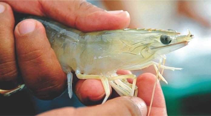 Indian shrimp farming needs a relook
