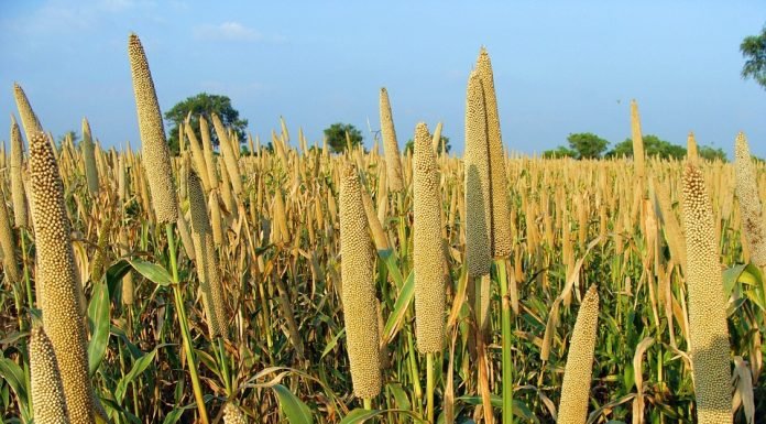 Millets – A game changer for Indian livestock sector