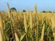 Millets – A game changer for Indian livestock sector