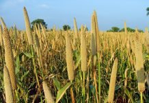 Livestock sector can enhance demand for millets
