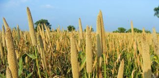 Livestock sector can enhance demand for millets