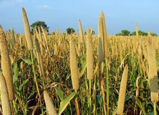 Livestock sector can enhance demand for millets