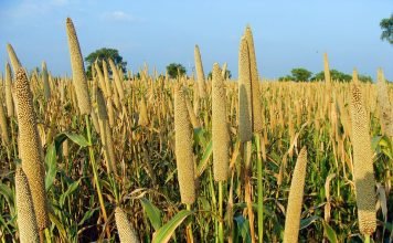 Livestock sector can enhance demand for millets