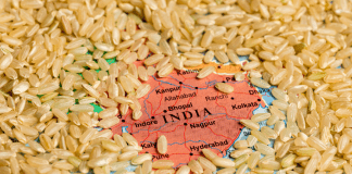 India approved the exports of 3.5 lakh tonnes broken rice to Gambia, Senegal