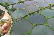 FPO model adopted in Haryana to promote Shrimp Farming