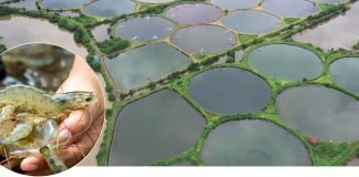 FPO model adopted in Haryana to promote Shrimp Farming