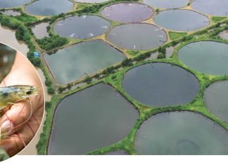 FPO model adopted in Haryana to promote Shrimp Farming