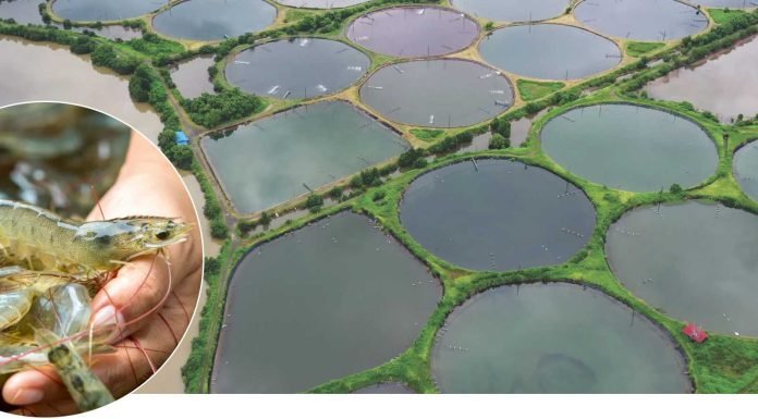 FPO model adopted in Haryana to promote Shrimp Farming