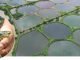 FPO model adopted in Haryana to promote Shrimp Farming