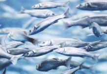 55 percent jump in global fishmeal production: IFFO