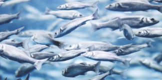 55 percent jump in global fishmeal production: IFFO