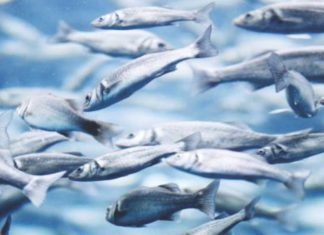 55 percent jump in global fishmeal production: IFFO