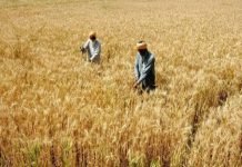 India to continue the ban on wheat export