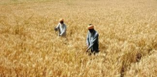 India to continue the ban on wheat export