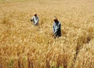 India to continue the ban on wheat export