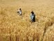 India to continue the ban on wheat export