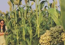 Role of Millets in Animal Nutrition