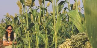 Role of Millets in Animal Nutrition