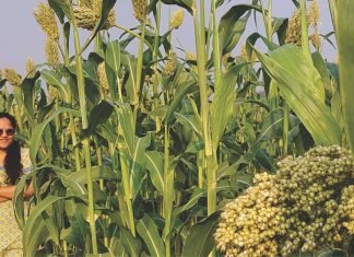 Role of Millets in Animal Nutrition